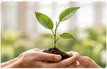 Hands holding a young plant, symbolising hope